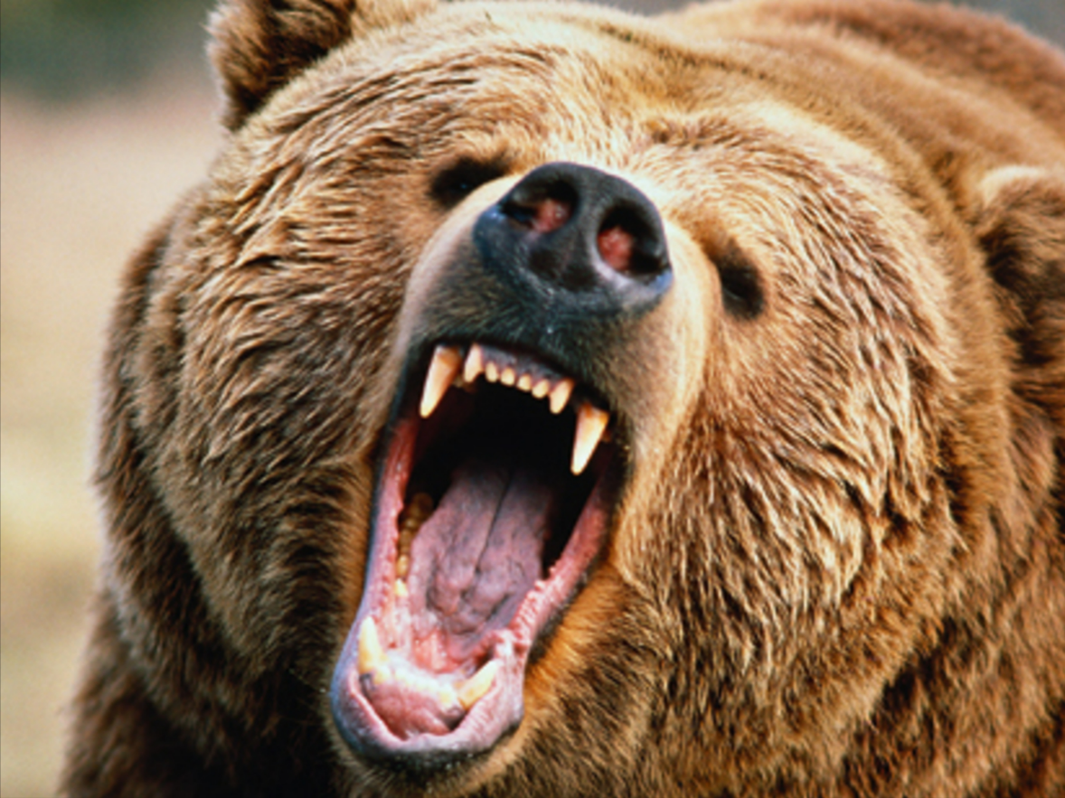 Killer-Bär in Deutschland? Nach tödlicher Bären-Attacke in Italien - Bärenspuren in Bayern entdeckt!