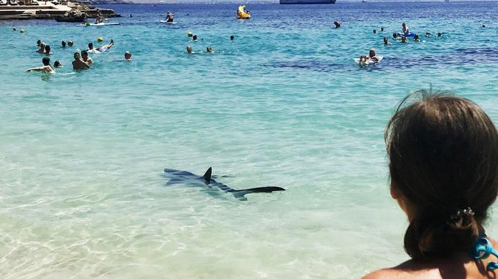 [Video] Hai-Attacke jetzt in Spanien! - Film zeigt Hai neben fliehenden Badegästen!
