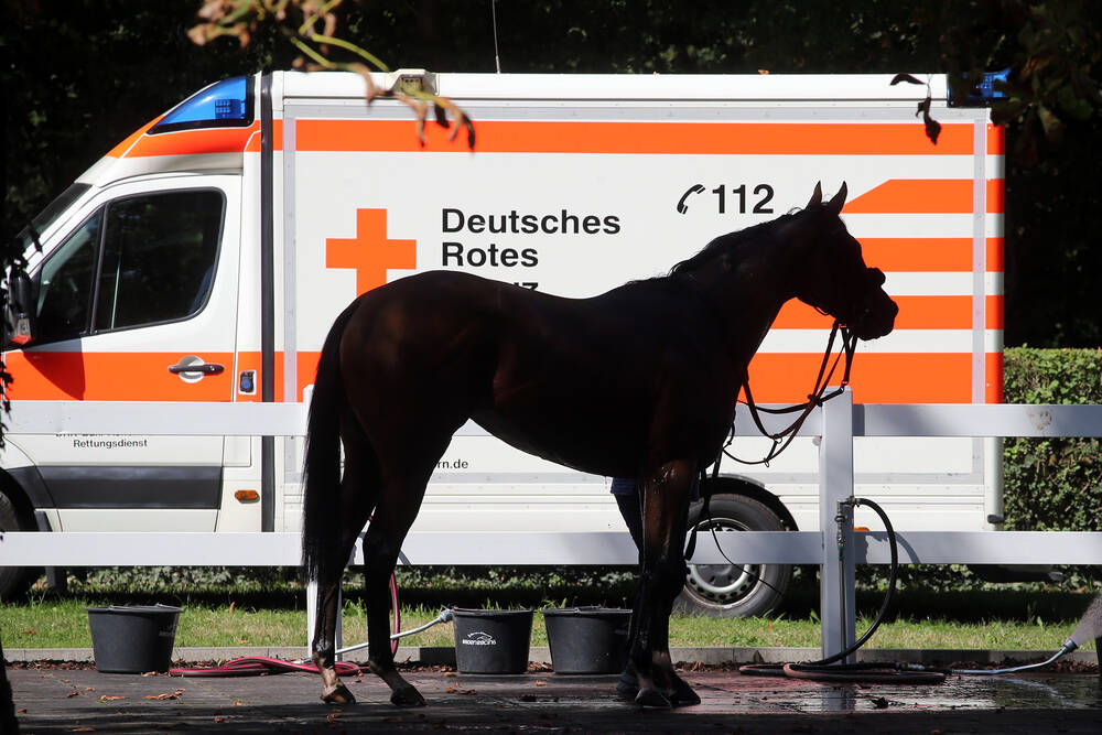 Vollsperrung! Pferde auf der Autobahn! Entlaufene Pferde sorgen für Chaos - Schwerlaster kollidiert mit einem der Tiere