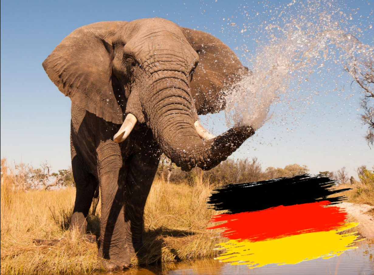 Botswana will 20.000 Elefanten nach Deutschland schicken – Merz soll zusagen!